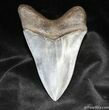 Sharp / Inch Megalodon Tooth From Georgia #871-2